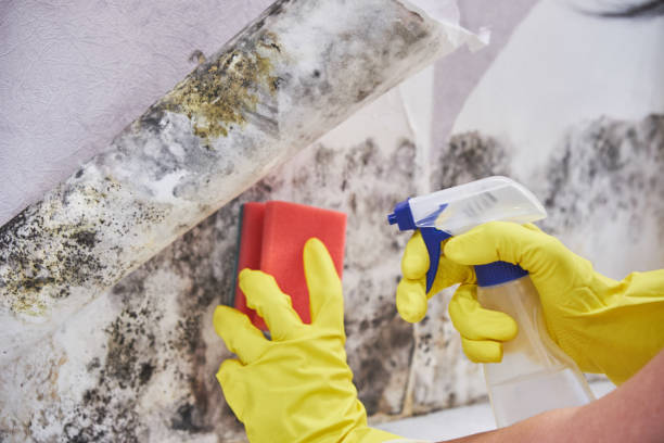 Why You Should Choose Our Mold Remediation Services in Schlusser, PA