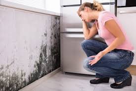 Reliable Schlusser, PA Mold Removal Solutions